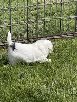 Fancy, a female Shihpoo for sale in Stratton, CO – 5 of 6