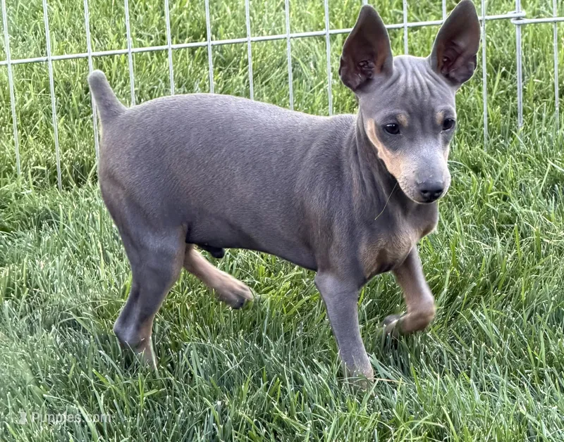 Pauly  – Miniature Pinscher puppy for sale in Stratton, CO