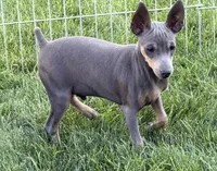 Pauly , a male Miniature Pinscher for sale in Stratton, CO – 1 of 4