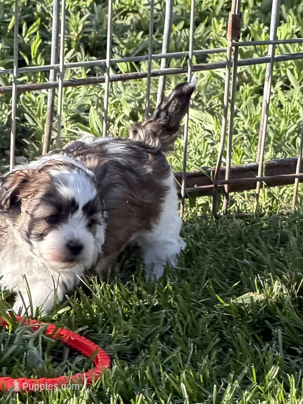 Cooper – Shihpoo puppy for sale in Stratton, CO