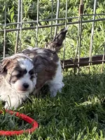 Cooper, a male Shihpoo for sale in Stratton, CO – 1 of 2