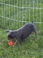 Tinker, a female Miniature Pinscher for sale in Stratton, CO – 2 of 4