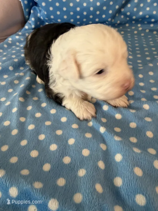 Obi – Shihpoo puppy for sale in Stratton, CO