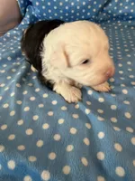 Obi, a male Shihpoo for sale in Stratton, CO – 1 of 7