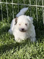 Casper, a male Shihpoo for sale in Stratton, CO – 4 of 7