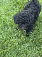Pepper, a male Poodle - Toy  for sale in Stratton, CO – 2 of 4