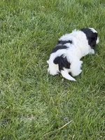 Ryder, a male Shihpoo for sale in Stratton, CO – Photo 5 of 5