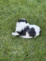 Ryder, a male Shihpoo for sale in Stratton, CO – Photo 4 of 5