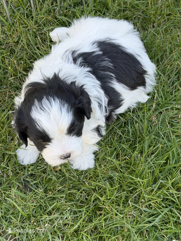 Ryder – Shihpoo puppy for sale in Stratton, CO