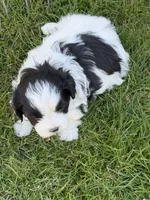 Ryder, a male Shihpoo for sale in Stratton, CO – Photo 1 of 5