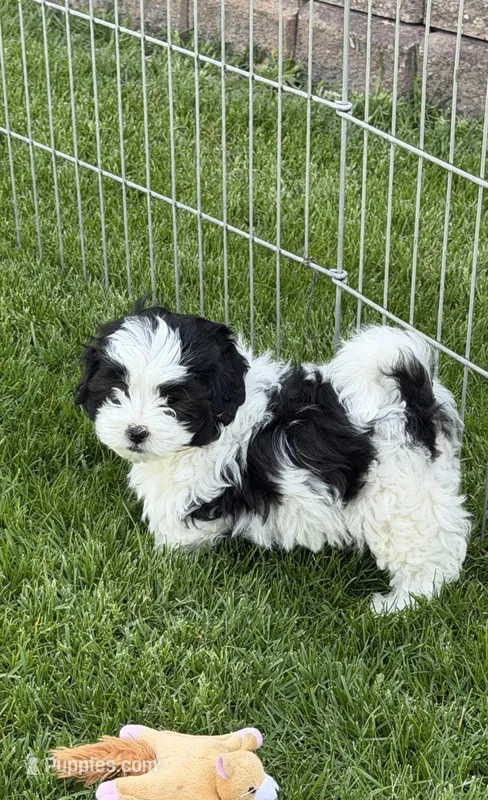 Ryder – Shihpoo puppy on hold in Stratton, CO