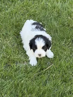 Ryder, a male Shihpoo for sale in Stratton, CO – Photo 3 of 5