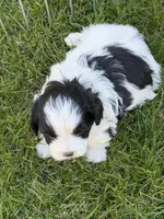 Ryder, a male Shihpoo for sale in Stratton, CO – Photo 2 of 5
