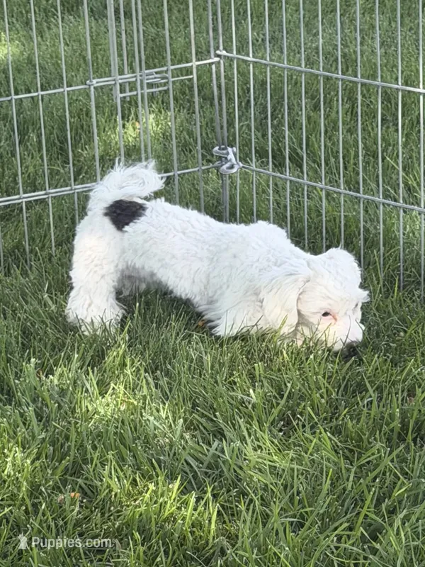 Fancy – Shihpoo puppy for sale in Stratton, CO