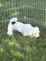 Fancy, a female Shihpoo for sale in Stratton, CO – 1 of 7