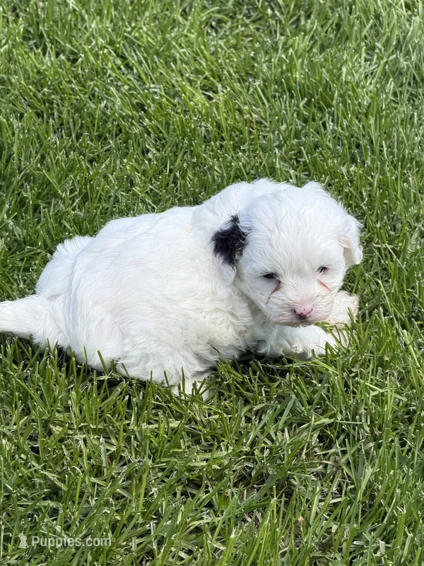 Fancy – Shihpoo puppy for sale in Stratton, CO