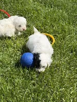 Frankie, a female Shihpoo for sale in Stratton, CO – 4 of 4