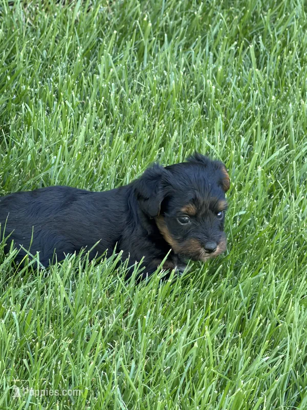Mia – Yorkipoo puppy for sale in Stratton, CO