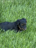 Mia, a female Yorkipoo for sale in Stratton, CO – 1 of 4