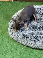 Toby, a male Miniature Pinscher for sale in Stratton, CO – 8 of 8