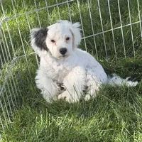 Felix, a male Shihpoo for sale in Stratton, CO – 4 of 7