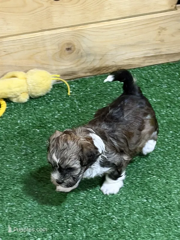 Olive – Shihpoo puppy for sale in Stratton, CO