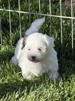 Casper, a male Shihpoo for sale in Stratton, CO – 2 of 7