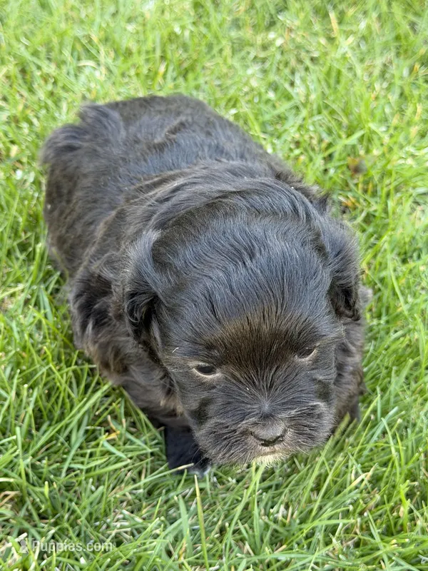Rumble – Shihpoo puppy for sale in Stratton, CO