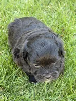 Rumble, a male Shihpoo for sale in Stratton, CO – Photo 1 of 5
