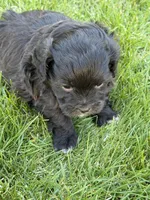Rumble, a male Shihpoo for sale in Stratton, CO – Photo 2 of 5