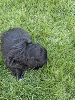 Rumble, a male Shihpoo for sale in Stratton, CO – Photo 4 of 5
