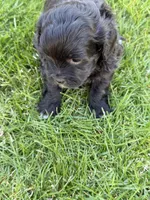 Rumble, a male Shihpoo for sale in Stratton, CO – Photo 5 of 5