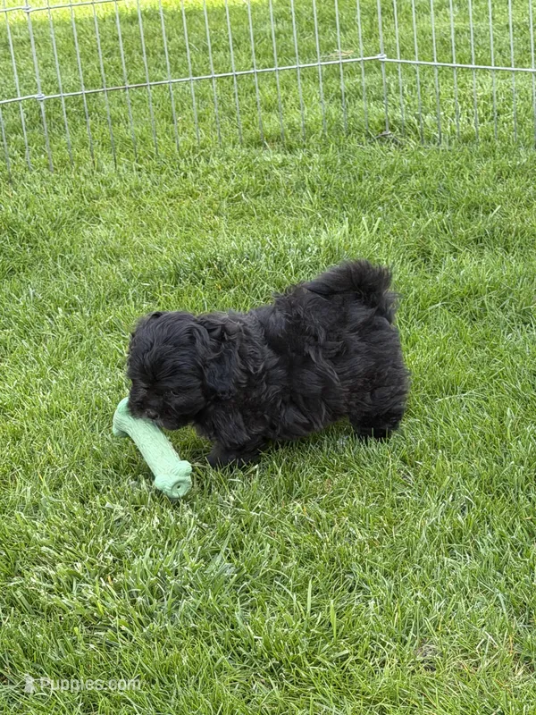 Rumble – Shihpoo puppy for sale in Stratton, CO