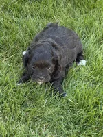 Rumble, a male Shihpoo for sale in Stratton, CO – Photo 3 of 5