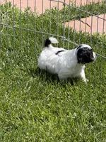 Frannie, a female Shihpoo for sale in Stratton, CO – 6 of 8