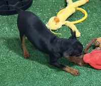 Gizmo, a male Miniature Pinscher for sale in Stratton, CO – 3 of 8