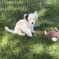Felix, a male Shihpoo for sale in Stratton, CO – 5 of 7