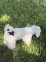 Fancy, a female Shihpoo for sale in Stratton, CO – 6 of 7