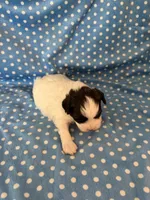 Ozzy, a male Shihpoo for sale in Stratton, CO – 3 of 5