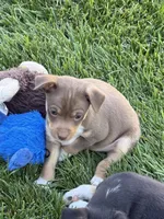 Ziggy, a male Rat Terrier for sale in Stratton, CO – 6 of 6