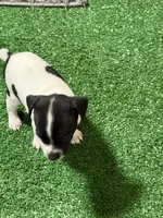 Scrappy, a male Rat Terrier for sale in Stratton, CO – Photo 5 of 7