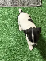 Scrappy, a male Rat Terrier for sale in Stratton, CO – Photo 4 of 7