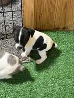 Scrappy, a male Rat Terrier for sale in Stratton, CO – Photo 6 of 7