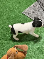 Scrappy, a male Rat Terrier for sale in Stratton, CO – Photo 1 of 7