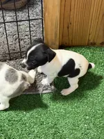 Scrappy, a male Rat Terrier for sale in Stratton, CO – Photo 2 of 7