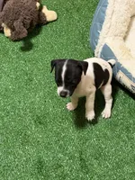 Scrappy, a male Rat Terrier for sale in Stratton, CO – Photo 7 of 7