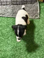 Scrappy, a male Rat Terrier for sale in Stratton, CO – Photo 3 of 7