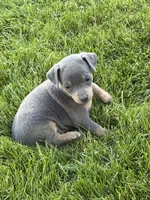 Bailey, a female Miniature Pinscher for sale in Stratton, CO – 5 of 7