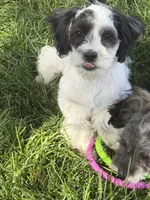 Cisco, a male Shihpoo for sale in Stratton, CO – 7 of 10