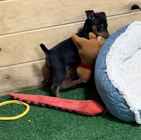 Champ, a male Miniature Pinscher for sale in Stratton, CO – 3 of 5